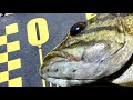 【バス釣り】埼玉で春の川スモール　阿修羅2　OSP