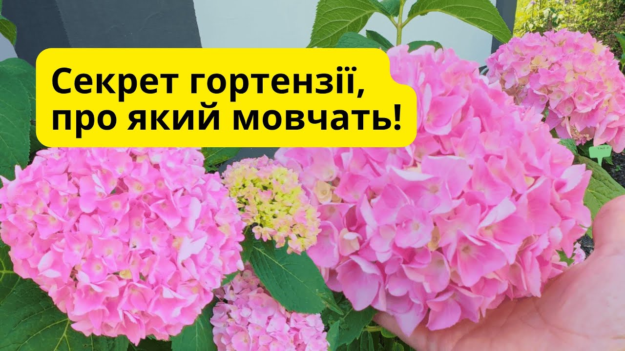 Що треба зробити, щоб гортензія цвіла як королева?
