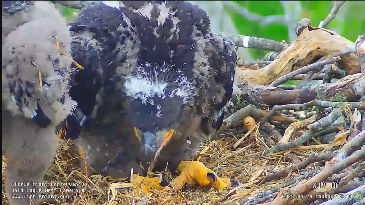 Little Miami Conservancy Bald Eagle - Bette & Baker & 🐥🌹🍀🐥🌹🍀