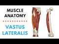 Vastus Lateralis | Muscle Anatomy | Joetherapy