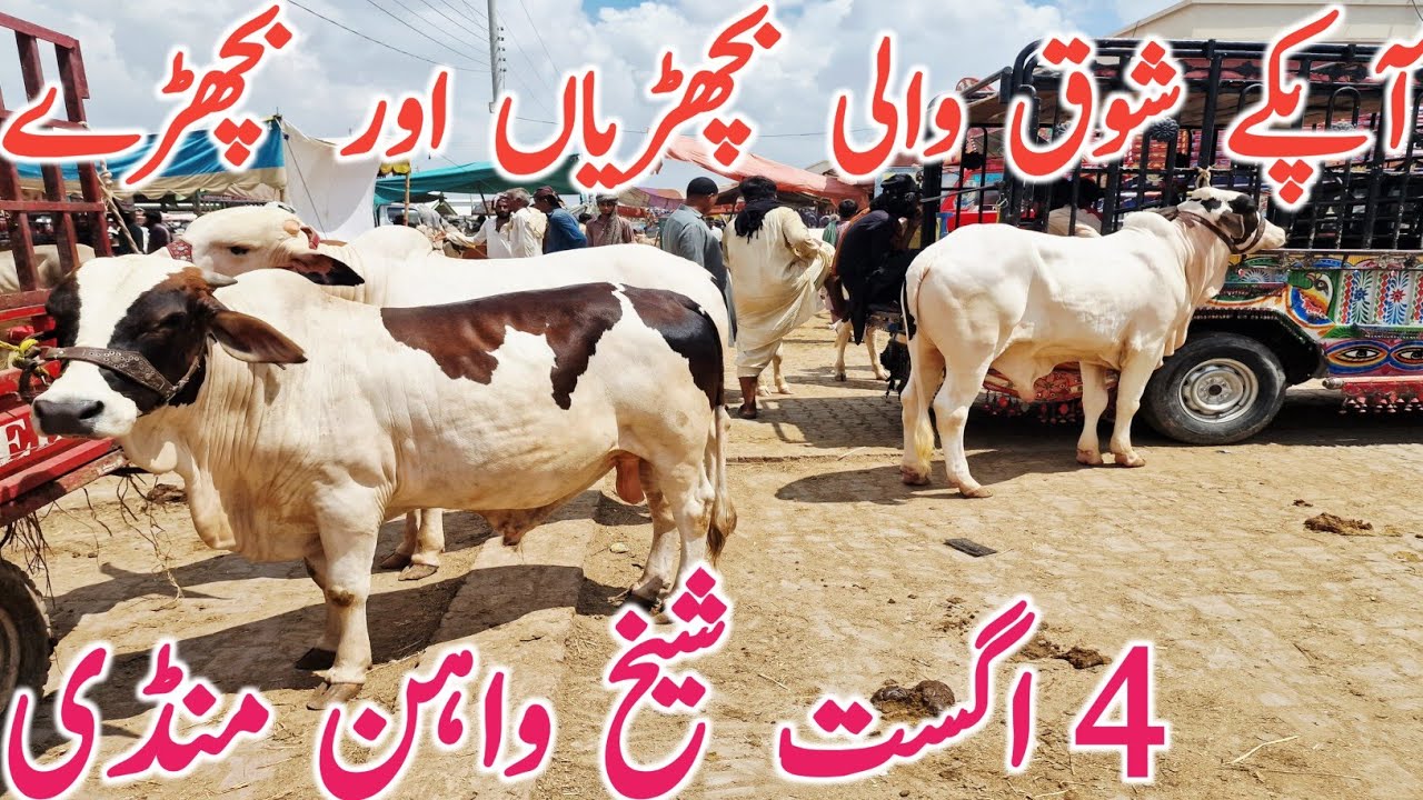 Sheikhwahan Cow Mandi Cholistani Brahman Bachre 20 July || Global Village Farming