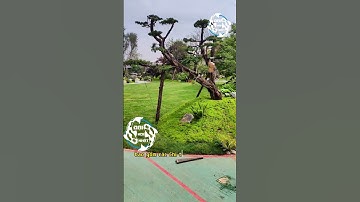 Thi công sân vườn nhật, Đại Koi Nhật nhận thiết kế sân vườn chuẩn phong cách Nhật Bản