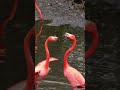 Does this qualify as poor sportsmanship? At the end one Flamingo looks like dude why'd you do that?