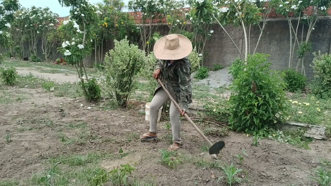 Rotina no sitio xaxando feijão e milho e fizemos colheita
