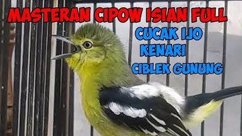 masteran  cipoh _ masteran sirtu isian full cucak ijo kenari dan ciblek gunung