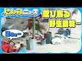 ガレージで寝ていると 忍び寄る野生動物の姿 インド