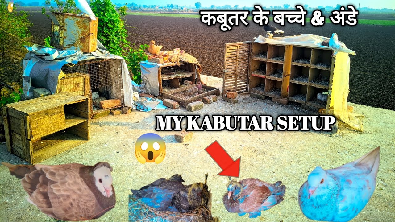 कबूतर ने अड़े रख दिया और बचा का कलर भी आ गया 🥰 