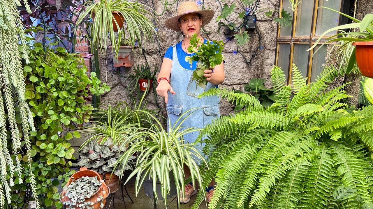 Una EXTRAÑA y DIFERENTE forma de Cultivar Listón, Mala Madre, y la Planta del Dólar