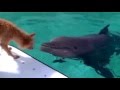 Dolphin & Dog (MIR'S MOVIES Cut)