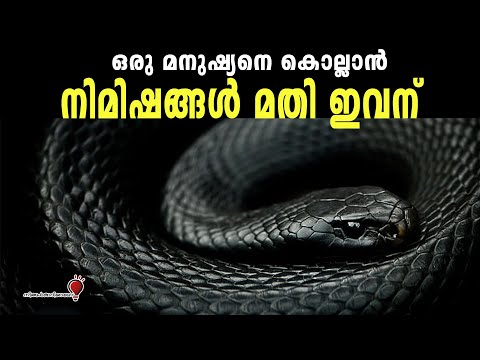 ലോകത്തിലെ ഏറ്റവും വിഷമുള്ള പാമ്പുകൾ | Most Venomous Snakes In The World | Ningalkkariyamo