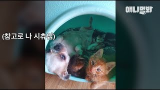 이 고양이 삼남매 내가 다 그루밍해서 키움 ㅣ Shih Tzu Dog Is The Mother Of The Three Abandoned Kittens 이 고양이 삼남매 내가 다 그루밍해서 키움 ㅣ Shih Tzu Dog Is The Mother Of The Three Abandoned Kittens