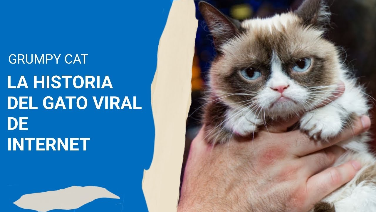 Grumpy cat la historia del meme de Internet 🐱 - YouTube