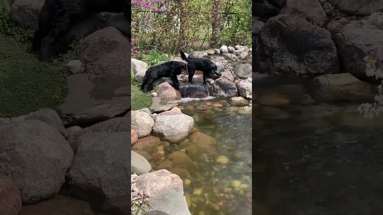 Dogs Enjoying Pond 