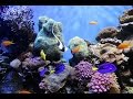 National Geographic - Ocean Animals Life Under the Sea - Widlife animals