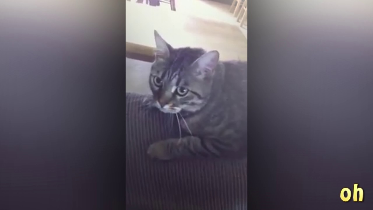 This Cat HATES Singing! (funny) YouTube