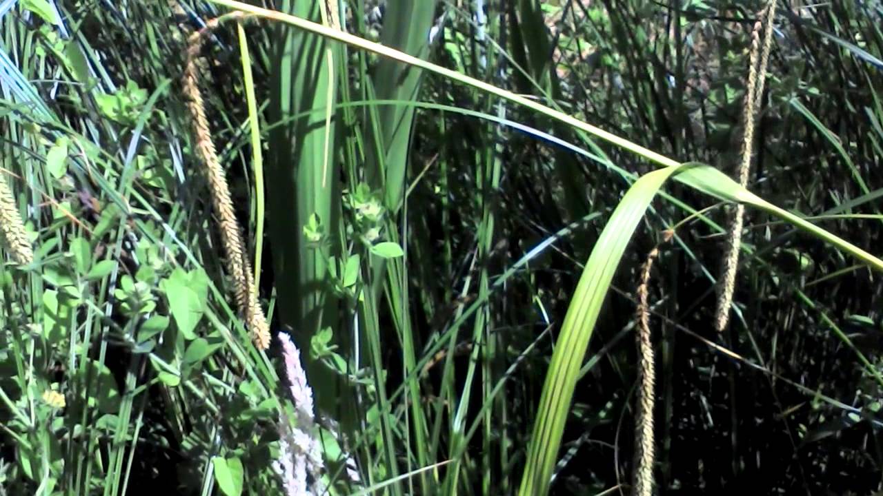 Pendulous Sedge