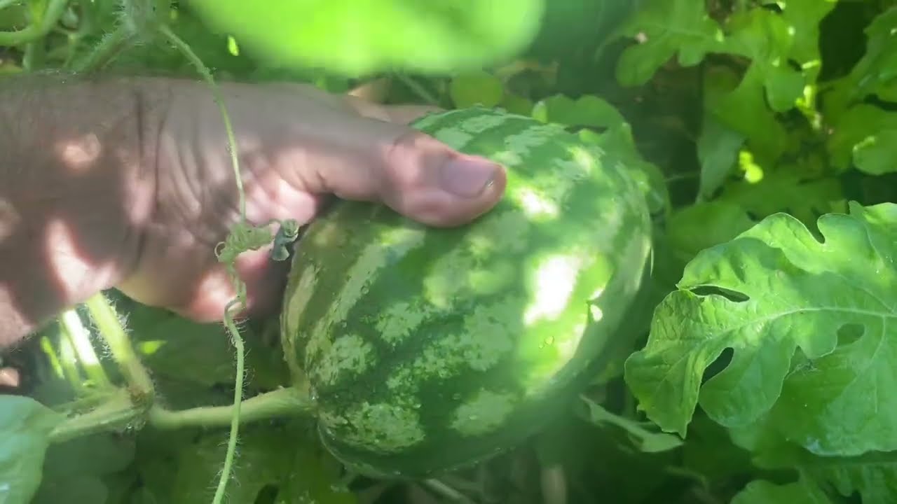 Growing Watermelon in a Bioreactor