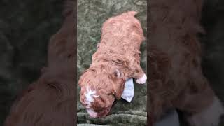 Nathan 🩶 Reserved 🎉 Toy Cavapoo #puppy #cute #malecavapoo