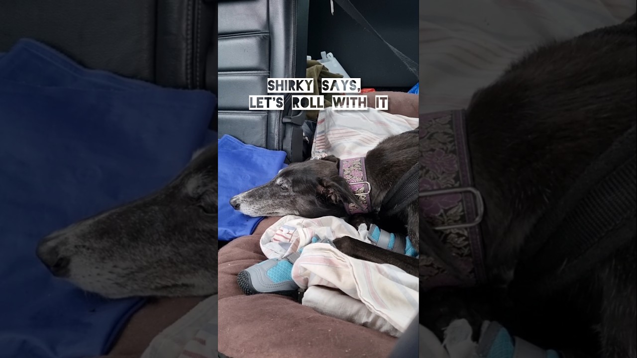 Sherky Says: Let's Roll With It 