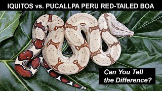 Iquitos vs. Pucallpa Peru Red-Tailed Boa: Can You Tell the Difference?