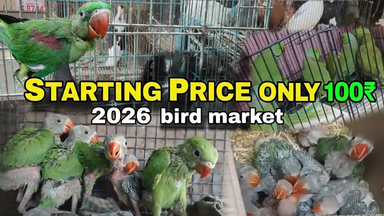 Cheapest Bird Market in 2026 🐦 | Prices Will Shock You!