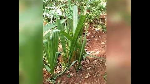 budidaya pohon lontar /borrasis flabiliffer,,,,untuk taman