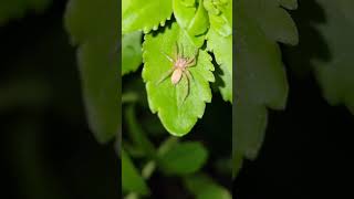 Garden Ghost Spider #nature #outdoors #wildlife #earthenergy Information