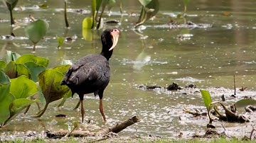 Bare-faced Ibis: Sounds - Hunting for food in the swamp (Phimosus infuscatus) Tapicuru Marsh regions