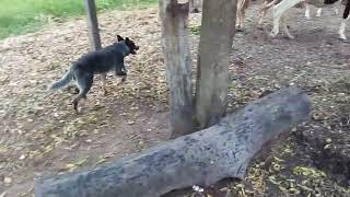 Tocando Gado Com Minha Cachorra Burriler
