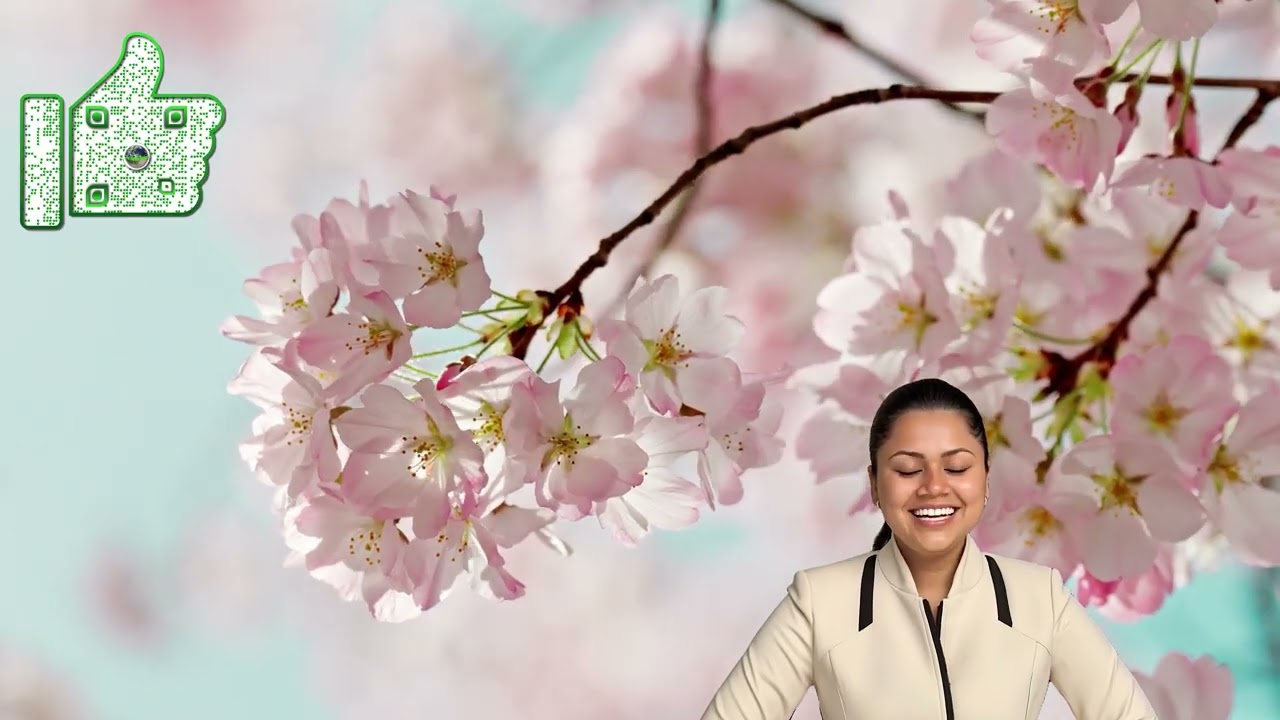 Cherry Blossoms in DC