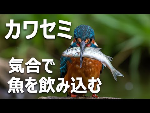 気分はカワセミ 気分はカワセミ | 三浦 勝子 |本 | 通販 | Amazon