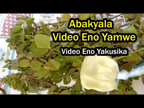 Teleza Enfuli Zo Kozesa Mubiri Nomuzigo Sika Enfuli Kati Kati