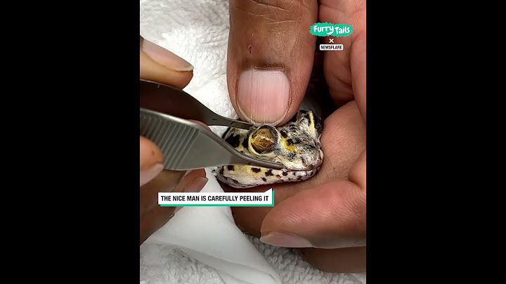 Gecko gets eye cap peeled 😲 (🎥: Newsflare)