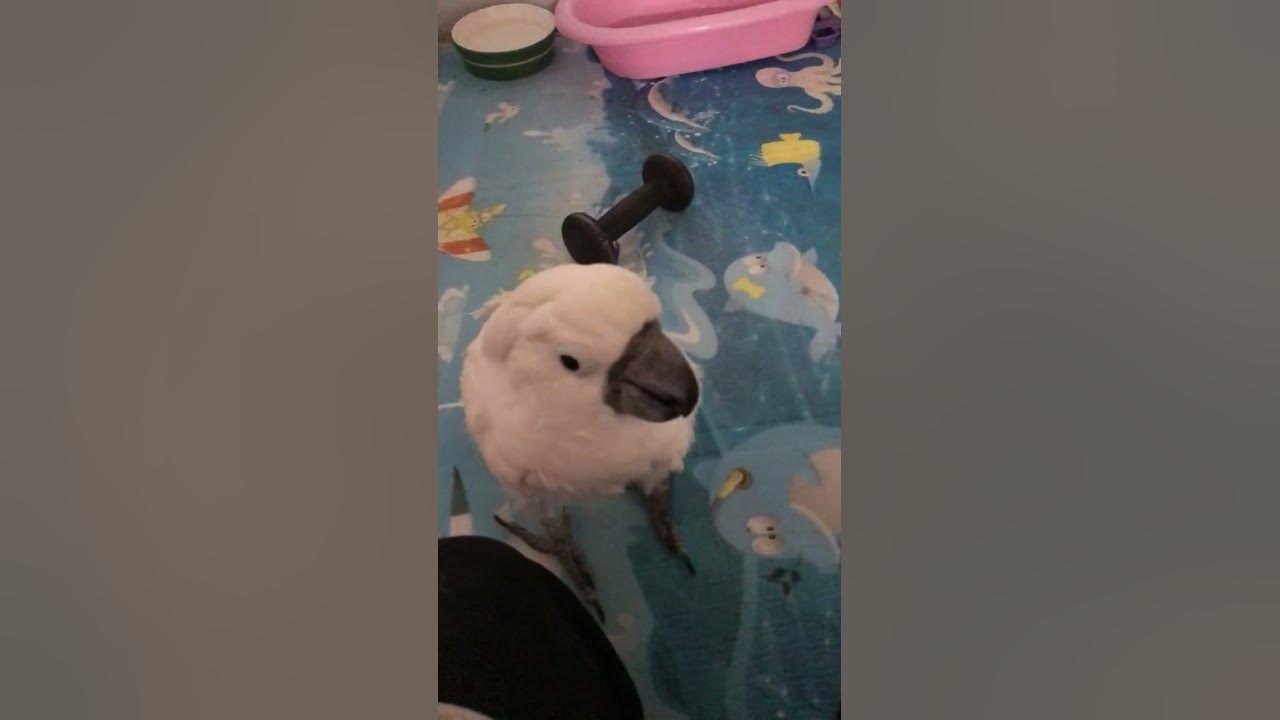 Cockatoo and his beforebedpecans YouTube
