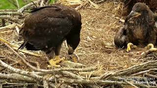 Decorah Eagles - North Nest powered by EXPLORE.org. Dekoras bērneļi:)14.05.2022