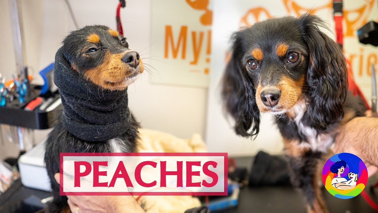 Peaches Transformation The Sweetest Little Cavoodle Grooming YouTube