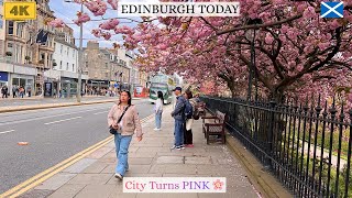 Edinburgh Turns Pink 🌸 | Cherry Blossom Walk in Princes Street Gardens | 4K | Scotland walking tour.