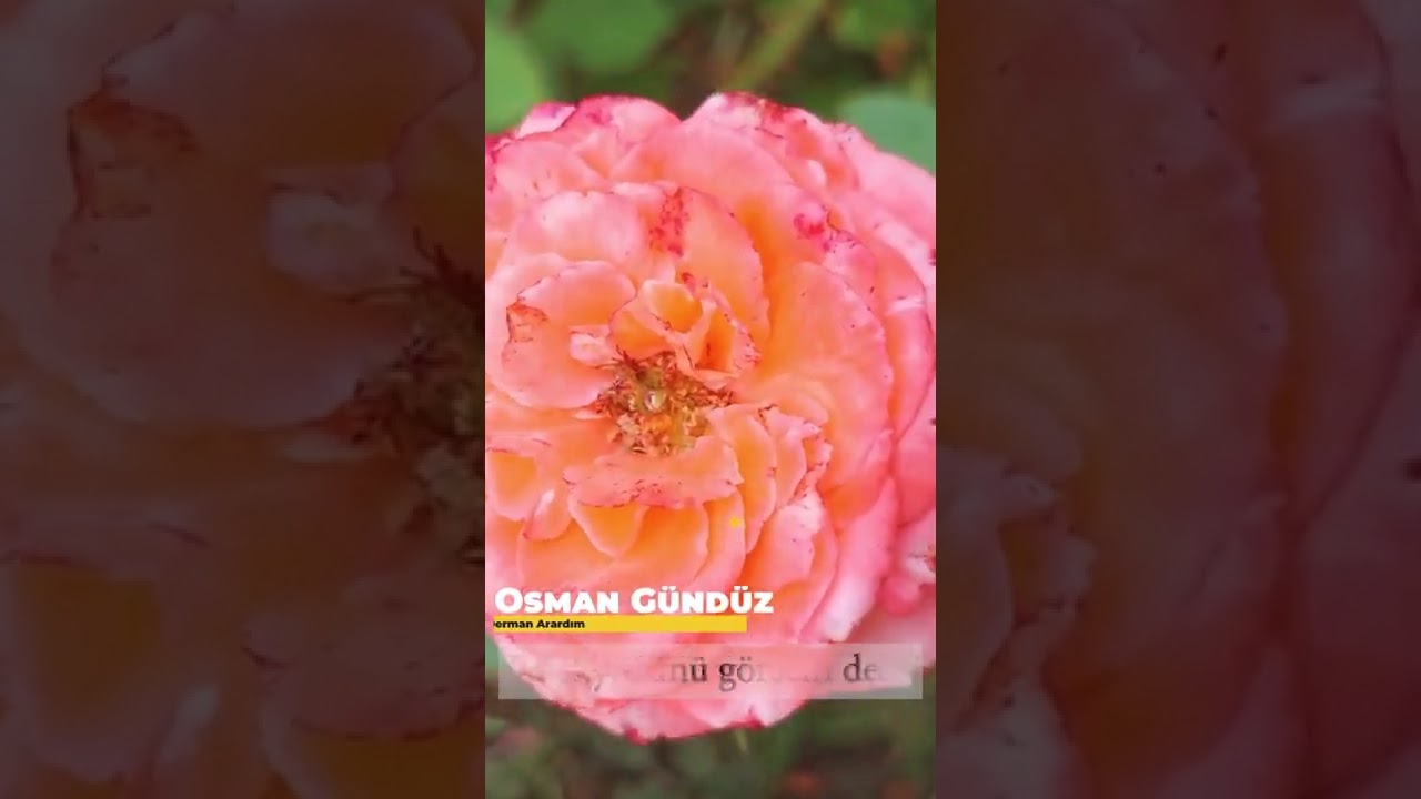 Hayırlı Sabahlar Derdine Derman Arayanlara Gelsin #ilahi #ilahiler #shorts