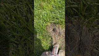 Baby Bunnies in the Backyard #shorts #bunny #bunnies #rabbit #rabbits #cuttinggrass #grass #moewing