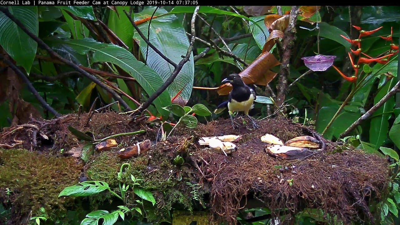Chestnut-headed Oropendola And Some Black-chested Jays Take Turns