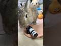 逆激写❣️ と思ったら…。🐰📷🤨😂
