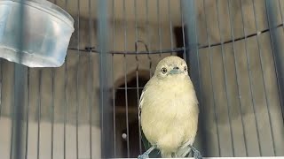 Download Lagu Suara Gemericik Air untuk Cipoh Sirtu Gacor – Terapi Ampuh Biar Rajin Nyaut MP3