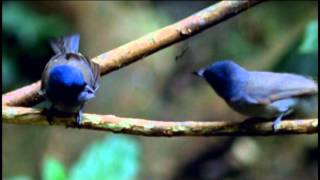 The Bath of Birds (2013有影秀台灣-鳥之湯-上集 英語)