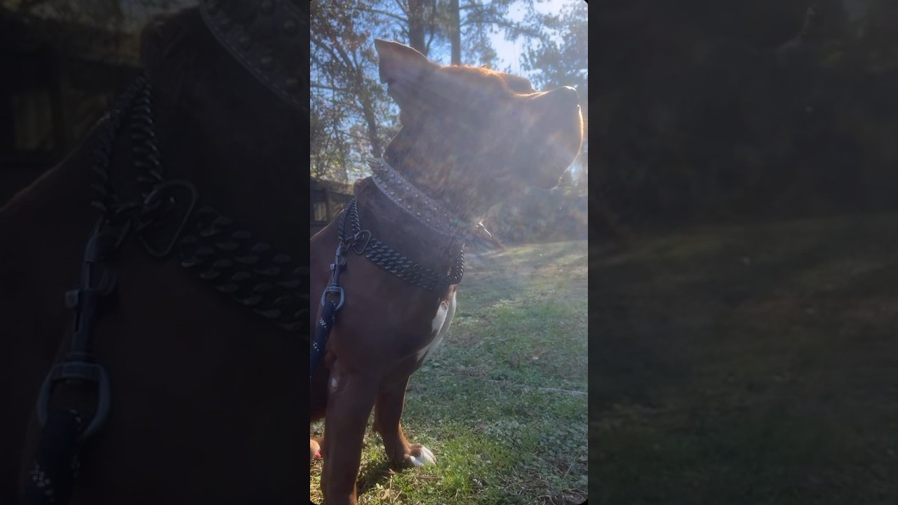 Pitbulls are the best guard dogs 