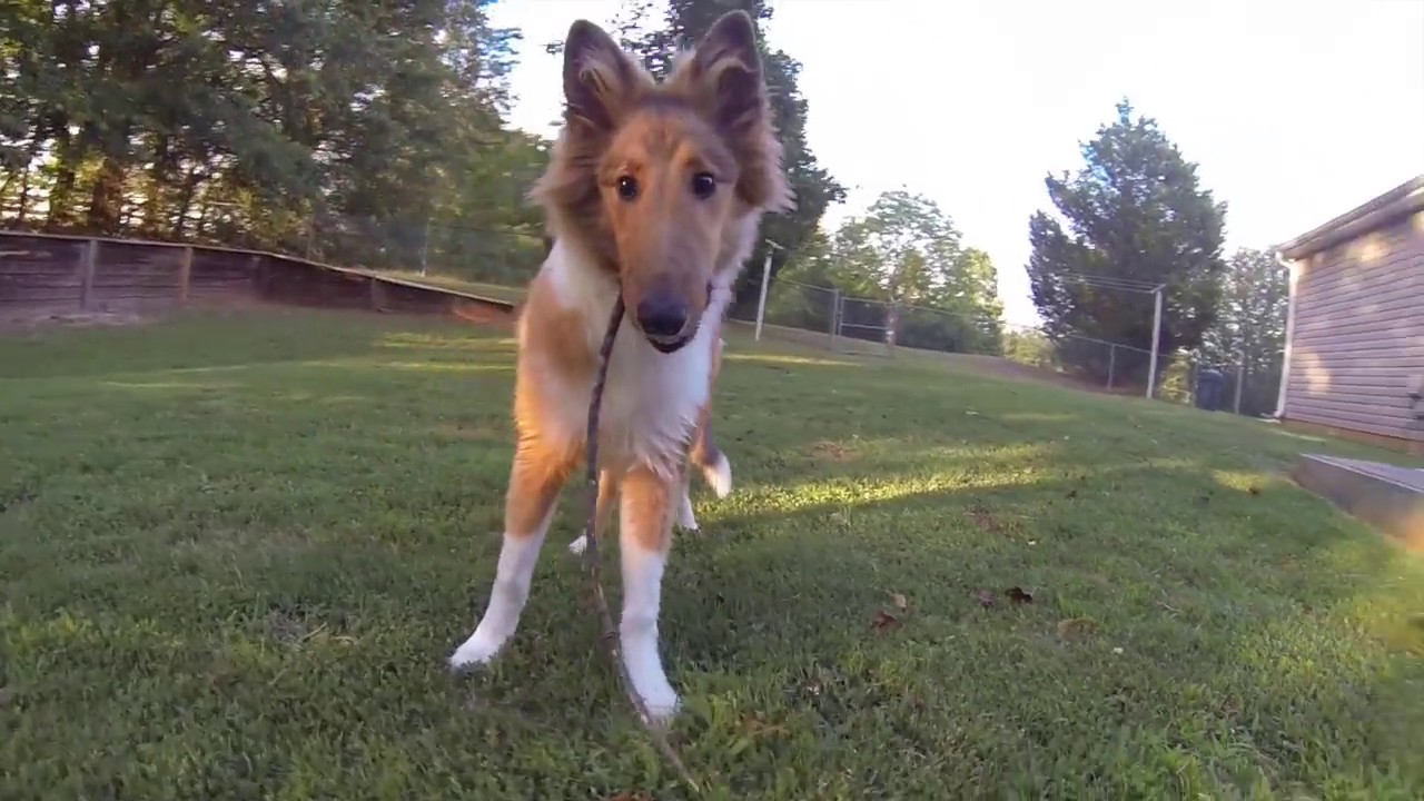 Rough Collie Lexi playing at 5 months 