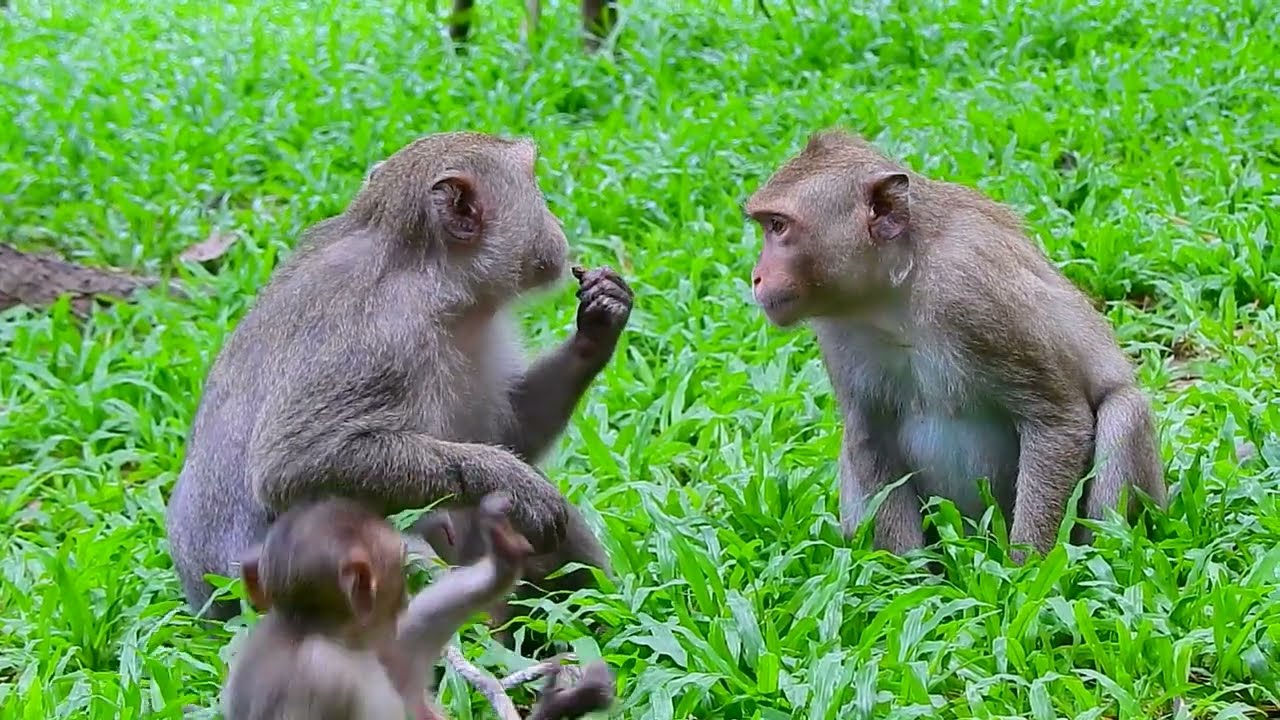 Monkey Talking about Baby | Baby Monkey2024