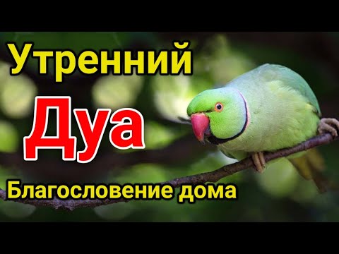 видео: утренний дуа. дуа каждое утро