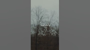 طمأنينة 🖤 حالات واتس اب قرآن كريم 🖤 بصوت شريف مصطفى 🖤🌿