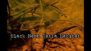 Black Neon Tetra Habitat