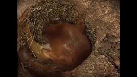 Footage inside a squirrel nest while giving birth